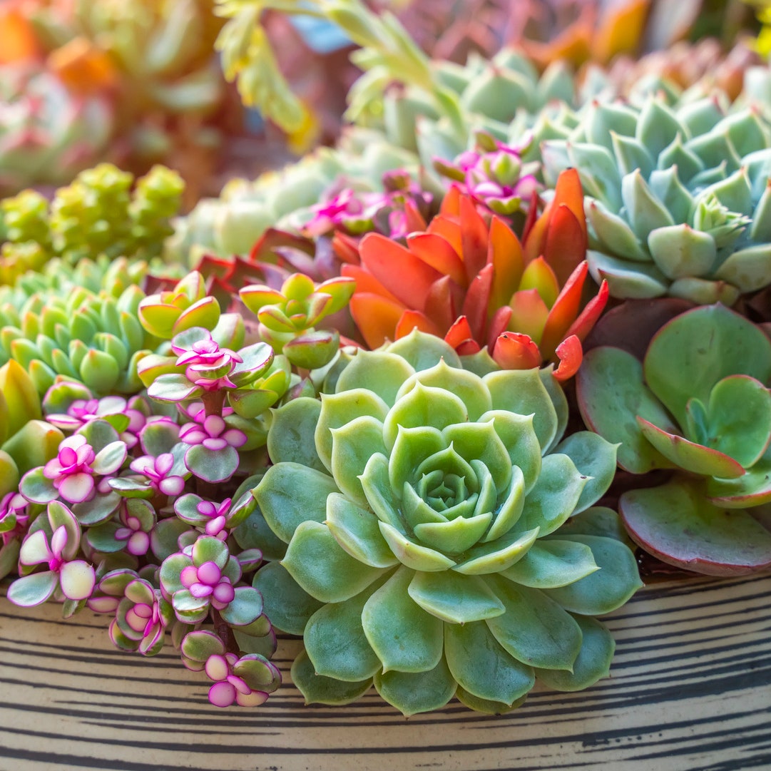 El significado espiritual de las suculentas: belleza en el caos