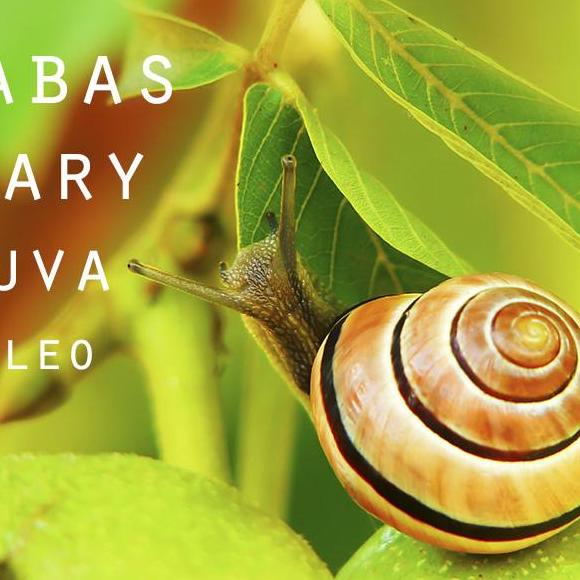 El significado espiritual del caracol: sabiduría en espiral