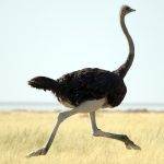 avestruz significado espiritual