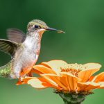 El colibrí espiritual: símbolo de amor, alegría y transformación.