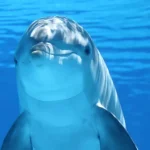 El Delfín en la Espiritualidad: Significados y Simbolismos Profundos