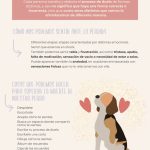 El impacto espiritual de la muerte de un fiel compañero canino.