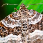 El misterioso simbolismo espiritual de las polillas en la naturaleza.