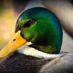 El Pato: Símbolo de Protección, Intuición y Renovación Espiritual