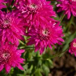 El profundo significado espiritual del vibrante color fucsia en nuestra vida.