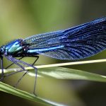 El Significado Espiritual de la Libélula Azul