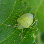 El Simbolismo Espiritual de la Chinche Verde