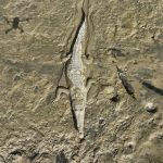 El profundo simbolismo espiritual del caimán en la cultura ancestral.