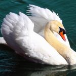 El Simbolismo Espiritual del Cisne Blanco