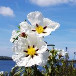 El Significado Espiritual de la Jara: Conexión con La Naturaleza