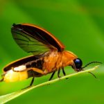 El Significado Espiritual de la Luciérnaga: Luz, Esperanza y Renovación