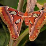 El Significado Espiritual de la Mariposa Atlas en la Cultura Mística