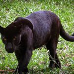 El Significado Espiritual de la Pantera Negra en Diversas Culturas