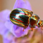 El significado espiritual del escarabajo dorado en diversas culturas