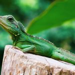 El Significado Espiritual del Lagarto: Simbolismo y Conexión con la Naturaleza