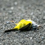 El Significado Espiritual Detrás de la Muerte de un Pájaro