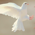 El Significado Espiritual Detrás de la Muerte de una Paloma