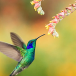 El Simbolismo Espiritual de la Esfinge Colibrí