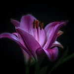 El Simbolismo Espiritual de la Flor Violeta