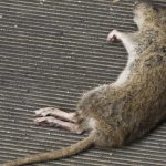 El simbolismo espiritual de la rata muerta: revelaciones y transformaciones.