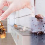 El simbolismo espiritual de las cucarachas: mensajeros de transformación y limpieza.