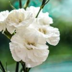 El Simbolismo Espiritual de los Claveles Blancos