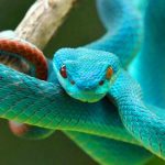 El Significado Espiritual de la Serpiente en Diferentes Culturas