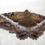 Significado Espiritual de la Polilla Negra: Un Símbolo Místico Explorado