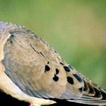 Significado Espiritual de la Tórtola: Simbolismo y Conexión con lo Divino